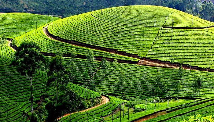 Ooty and Kodaikanal Tour Packages